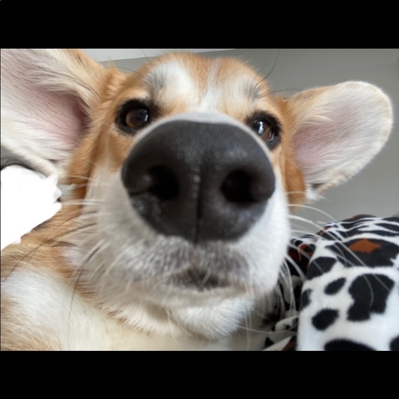 Meet your Posher, Mayce - Picture 1 of 1